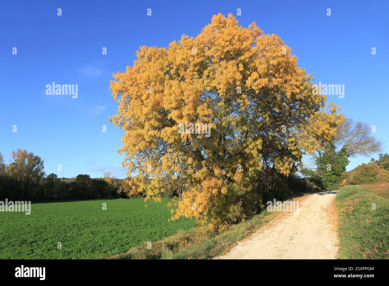 Autumn colors on isolated trees in the countryside Stock Photo - Alamy