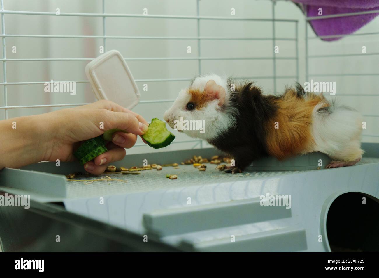 Visual Reference: Gentle Hand Offers A Crisp Slice Of Cucumber The Inquisitive