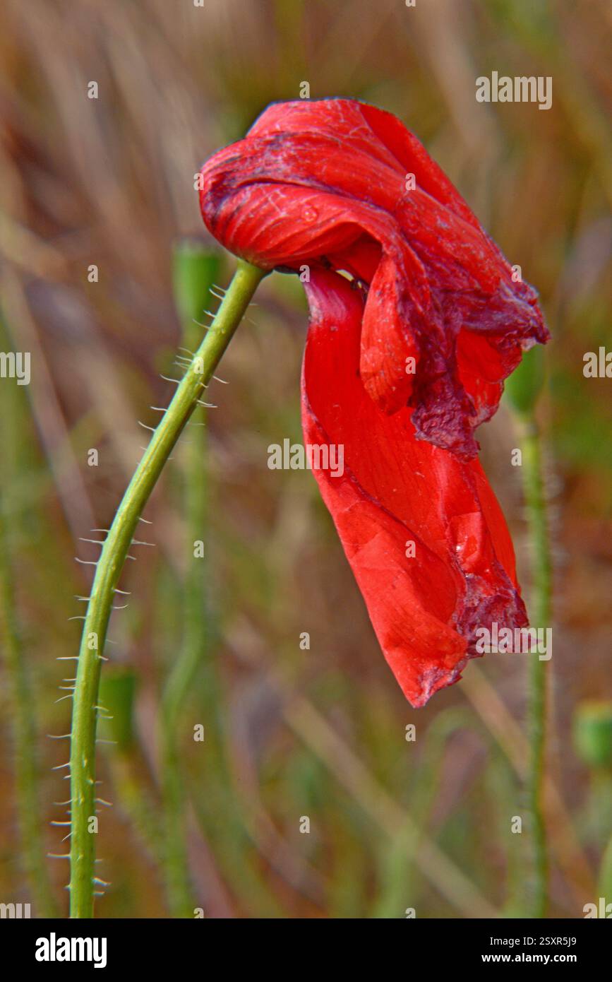 Splendorous hi-res stock photography and images - Alamy