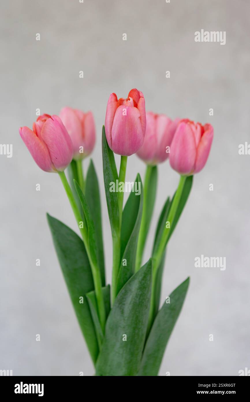 Tulips pink, on the gray background. Stock Photo