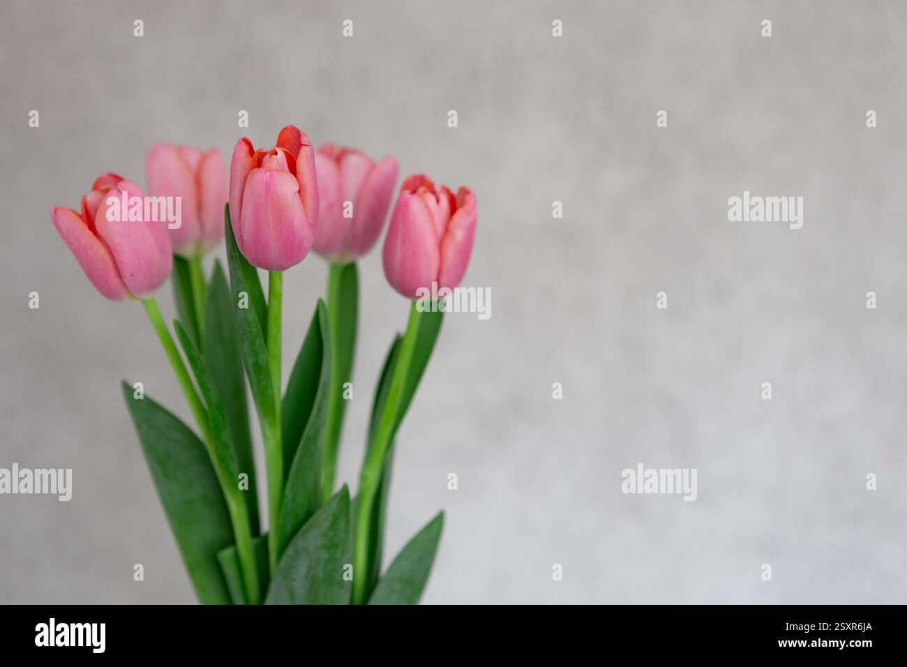 Tulips pink, on the gray background. Stock Photo