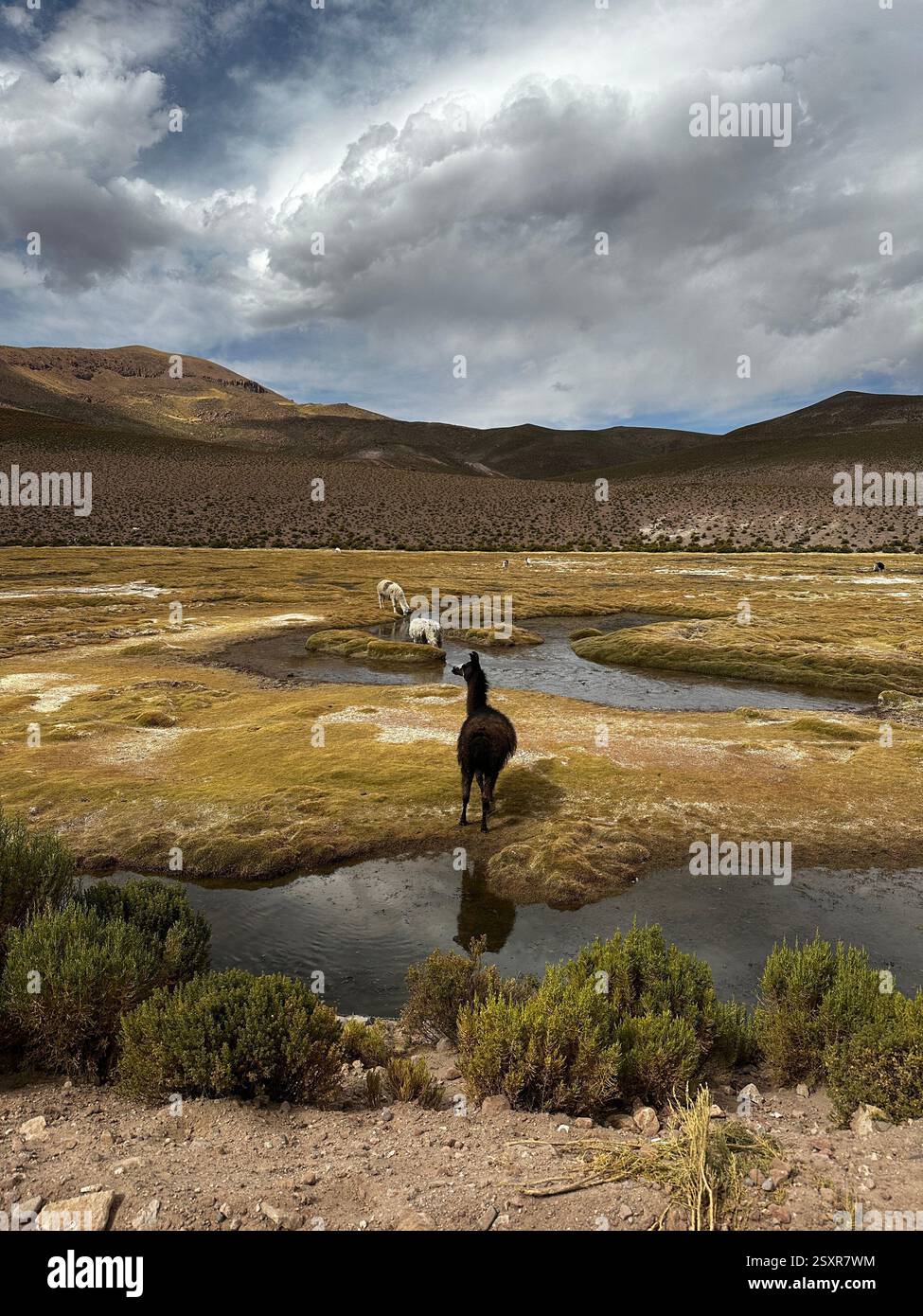 a day in Bolivia - Smartphone Captured Stock Image