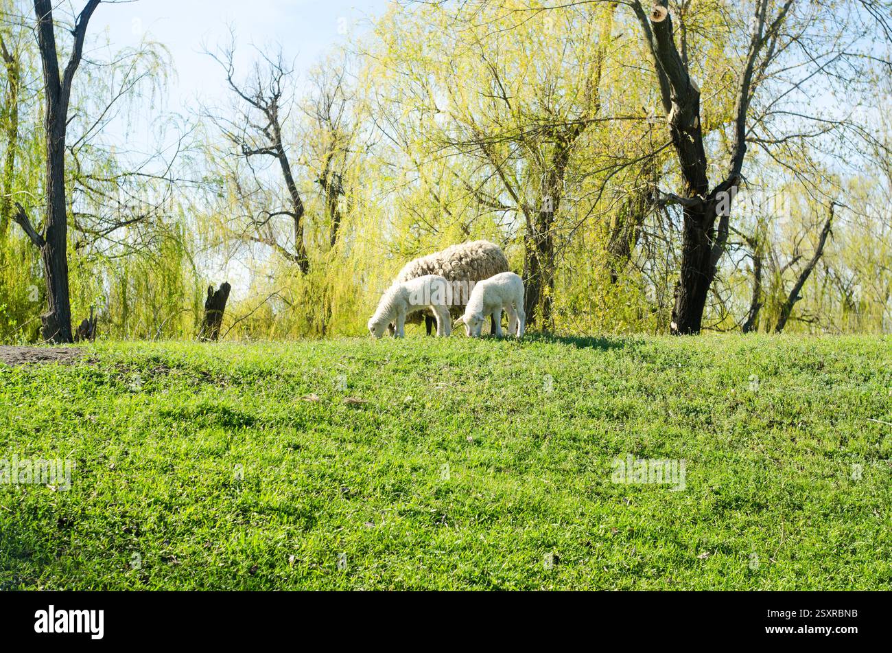 A herd of sheep grazes on a green meadow and eats grass with young ...