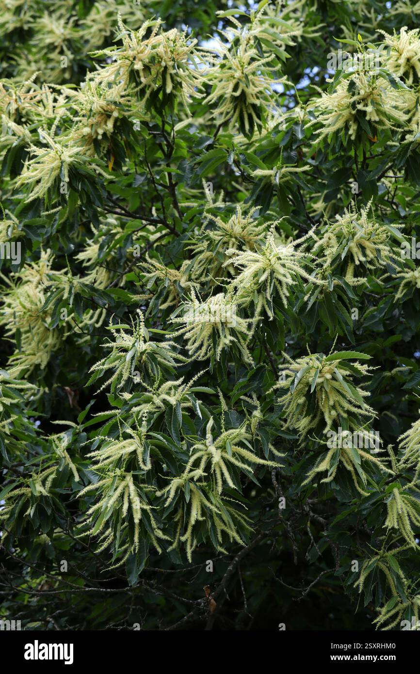 Sweet Chestnut Tree Flowers, Castanea sativa, Fagaceae, UK, Europe Stock Photo