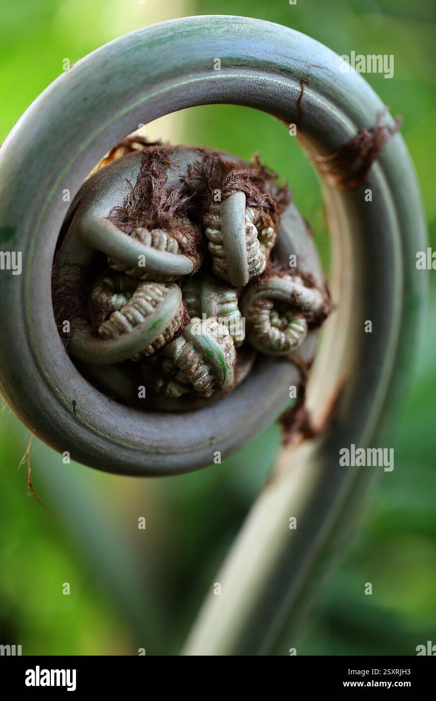 Hawaiian Tree Fern or Hapu-upulu fiddlehead, Cibotium glaucum ...