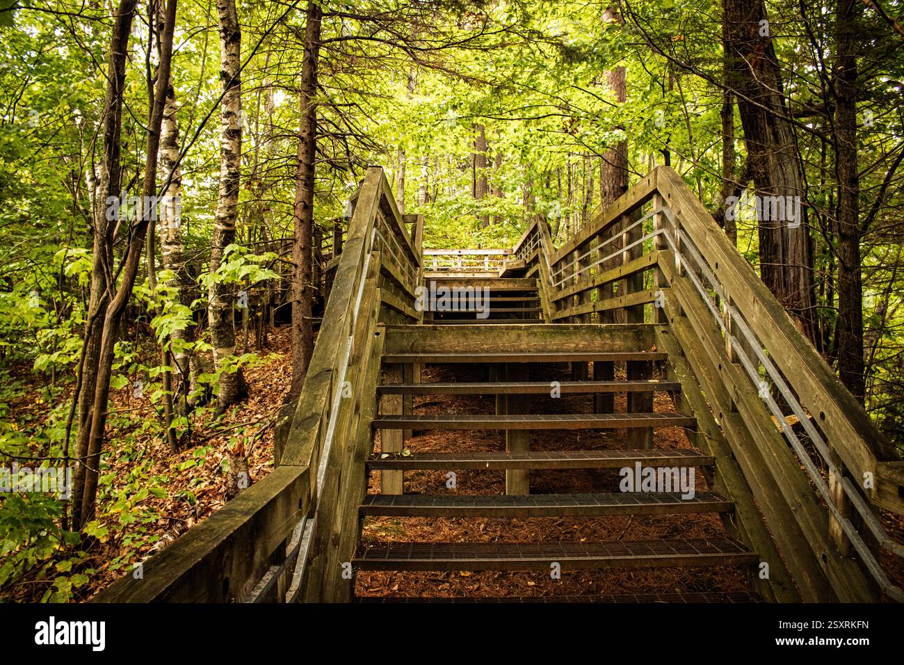 A rustic wooden staircase ascends into a vibrant green forest ...