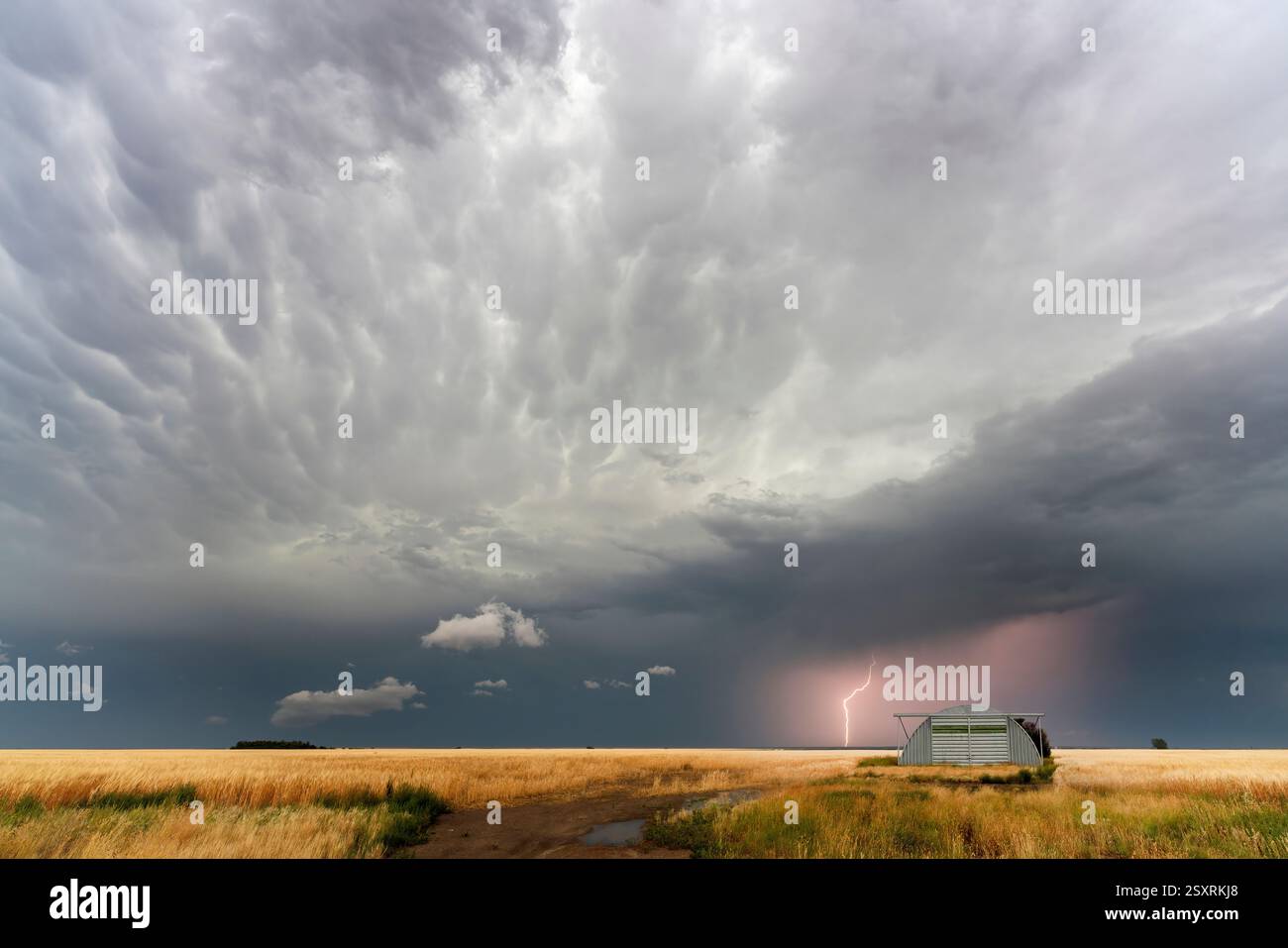 Lightning strikes a wheat field during a powerful thunderstorm Stock Photo