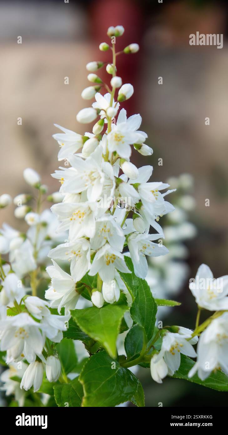 Deutzia Gracilis The Slender Deutzia Or Japanese Snow White Flower deutzia-gracilis-the-slender-deutzia-or-japanese-snow-white-flower