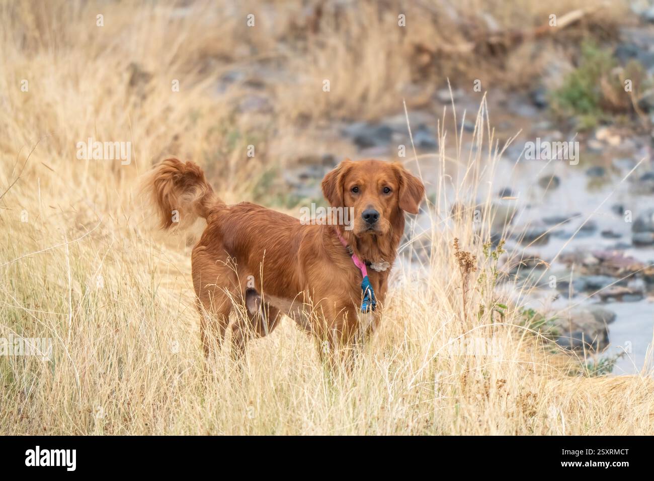 Red golden retriever standing still in tall dry grass near a creek ...