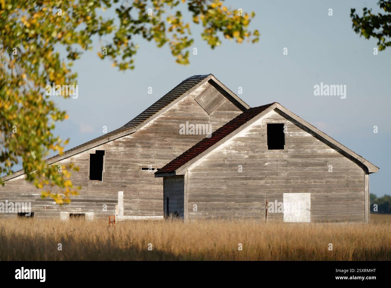 Old weathered grey wooden barn with broken windows and missing doors in a field Stock Photo