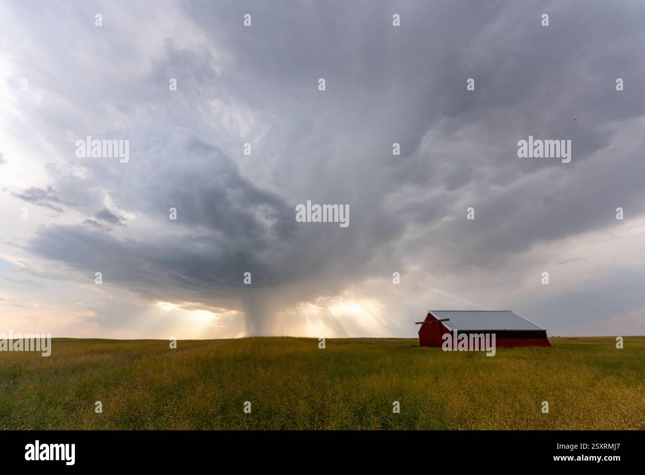 Sun rays shining through a dramatic rain shower over a red barn and a field Stock Photo