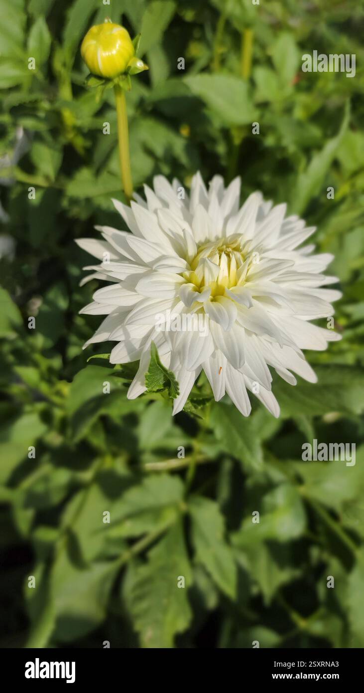 White flower of Dahlia cultorum Thorsrud and Reisaeter, perennial plants with tuberous roots in the garden or landscape architecture design. Stock Photo