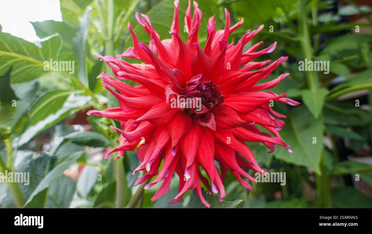 Close up photo of Dahlia holly huston big red flower are perennial plants with tuberous roots in the garden or landscape architecture design. Stock Photo
