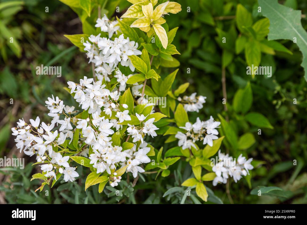 Deutzia gracilis, the slender deutzia or Japanese snow white flower, species in the hydrangea family Hydrangeaceae, native to Japan, in the garden and Stock Photo