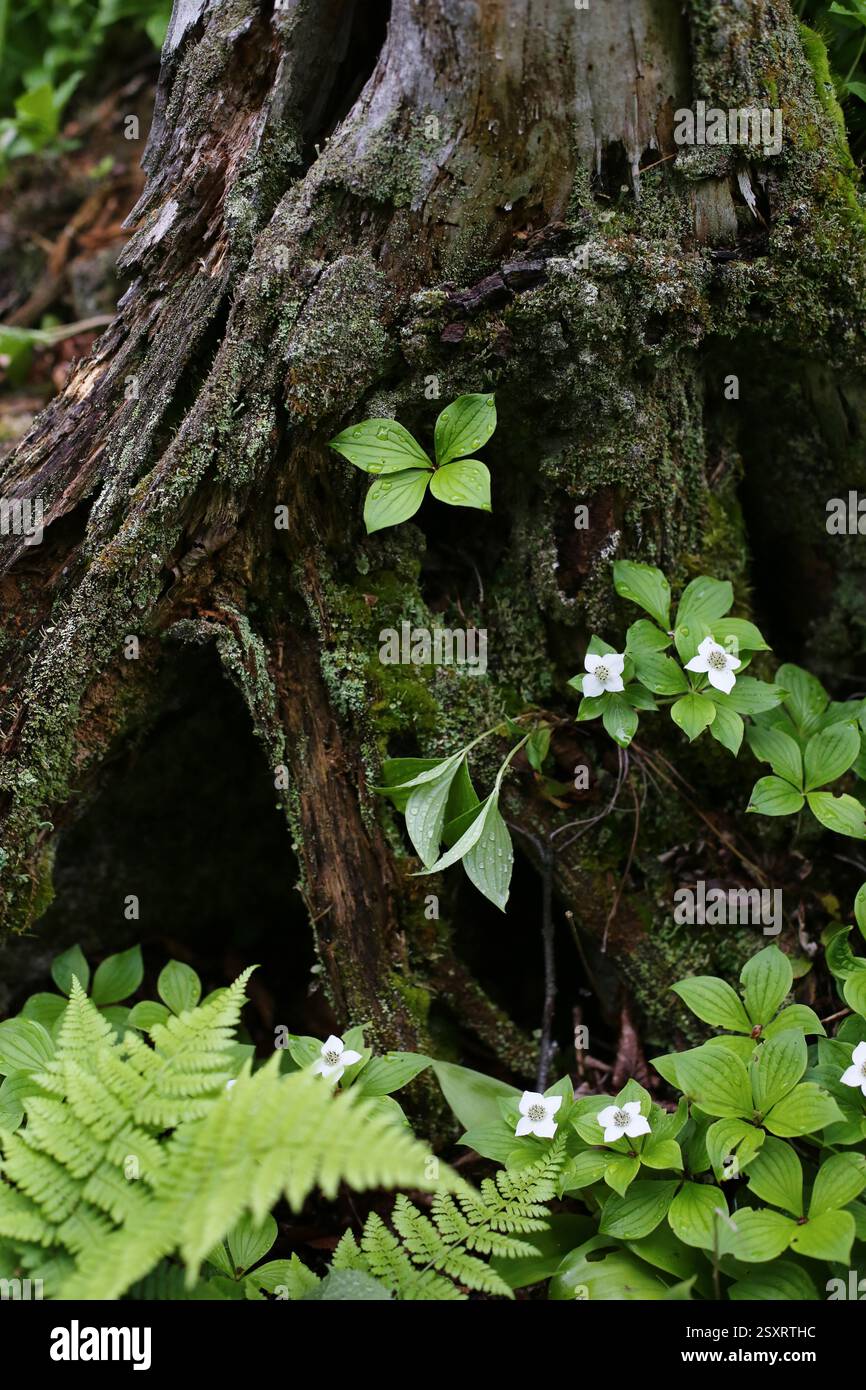 Forest with wildflowers hi-res stock photography and images - Alamy