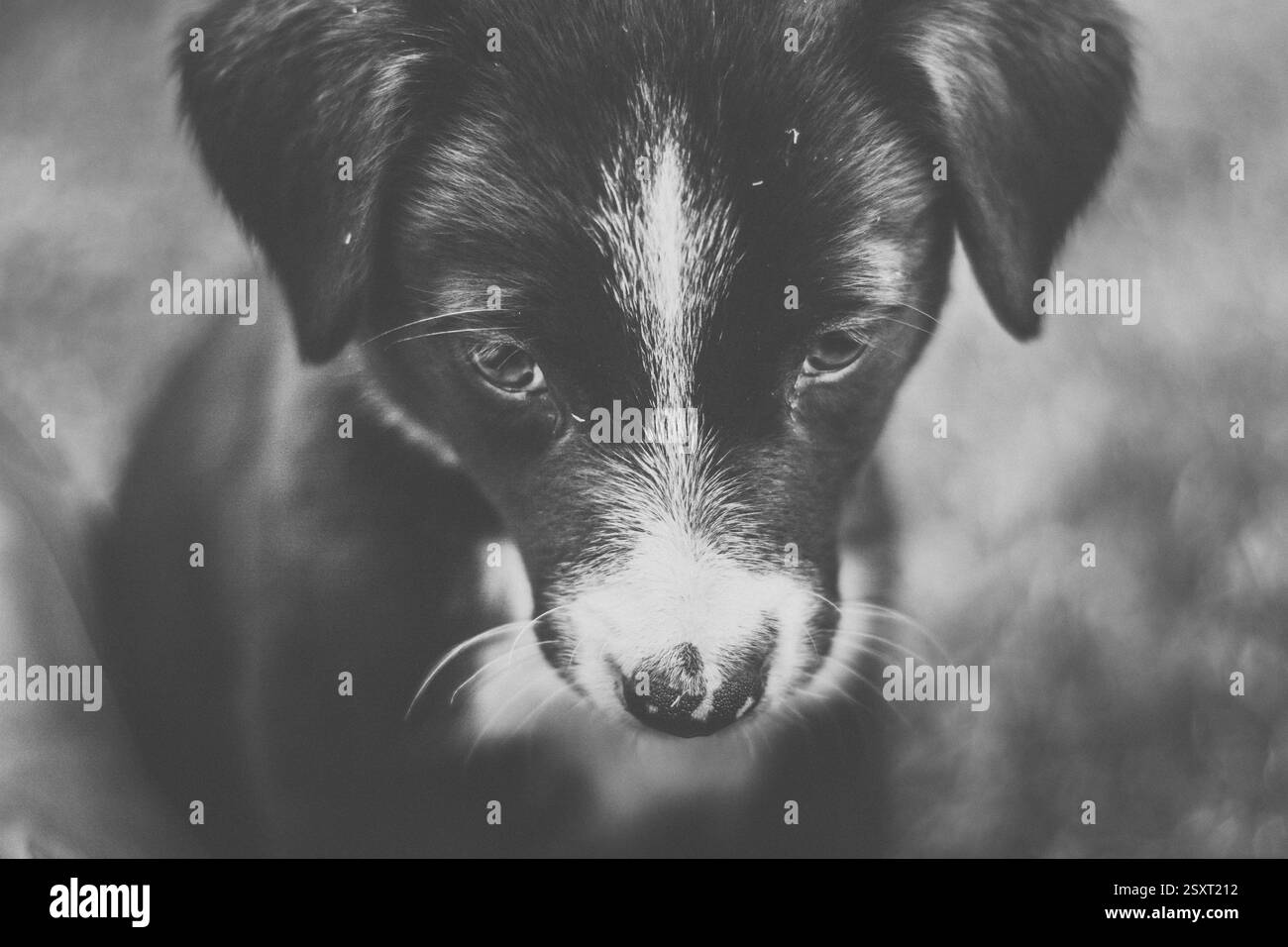 portrait of a border collie puppy Stock Photo