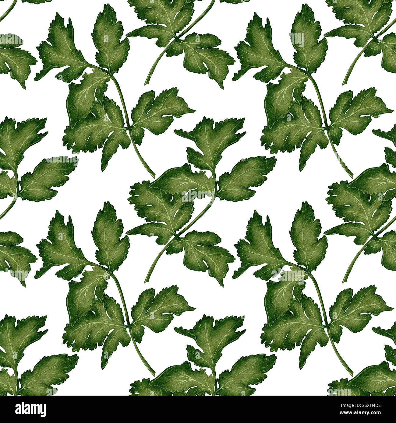 Watercolor seamless pattern with green parsley and cilantro leaves ...