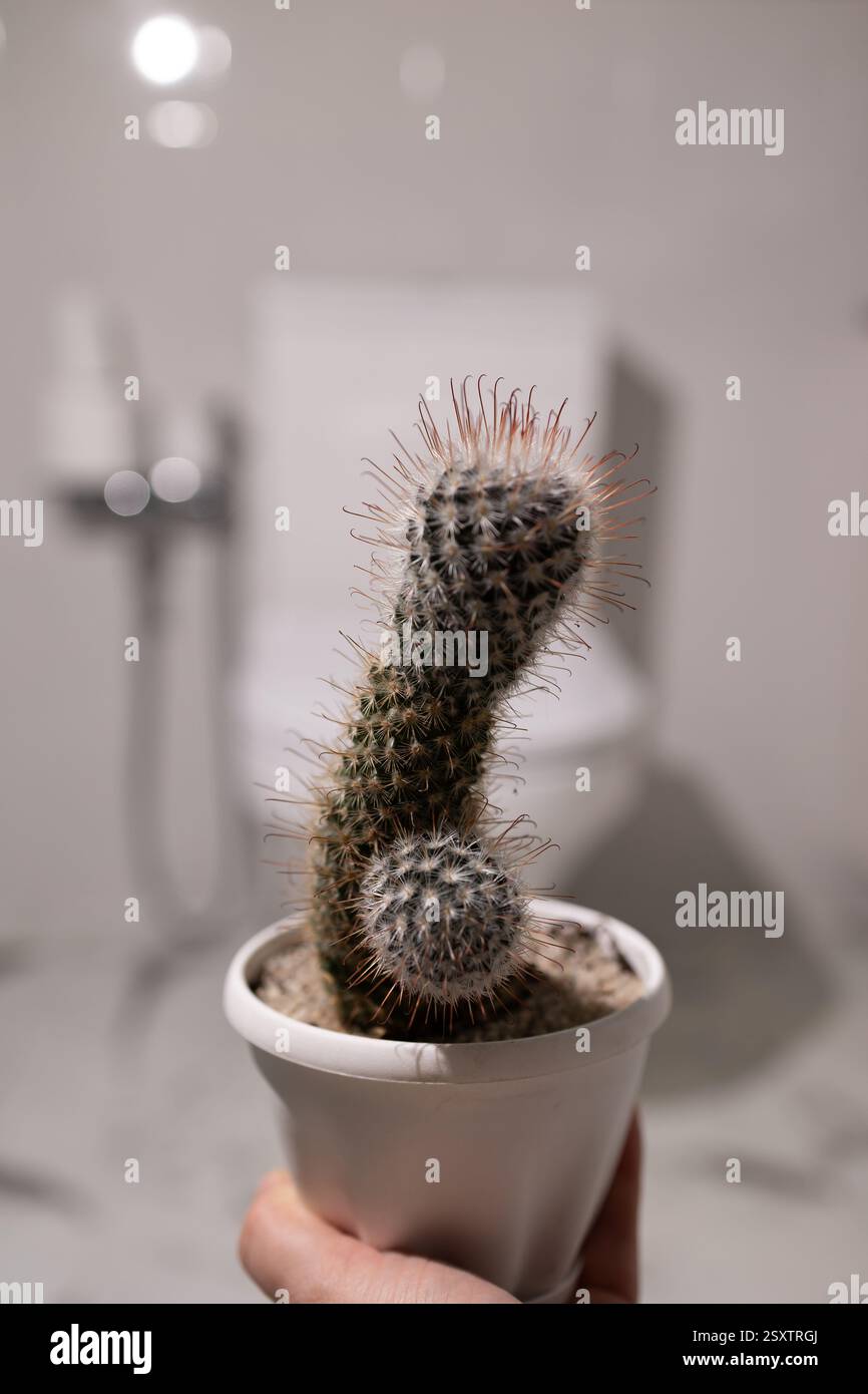 meervoud cactus Euphorbia Lactea Crested 'Mermaid Tail' 'Coral Cactus' –  DesertScapeSucculent main image 1
