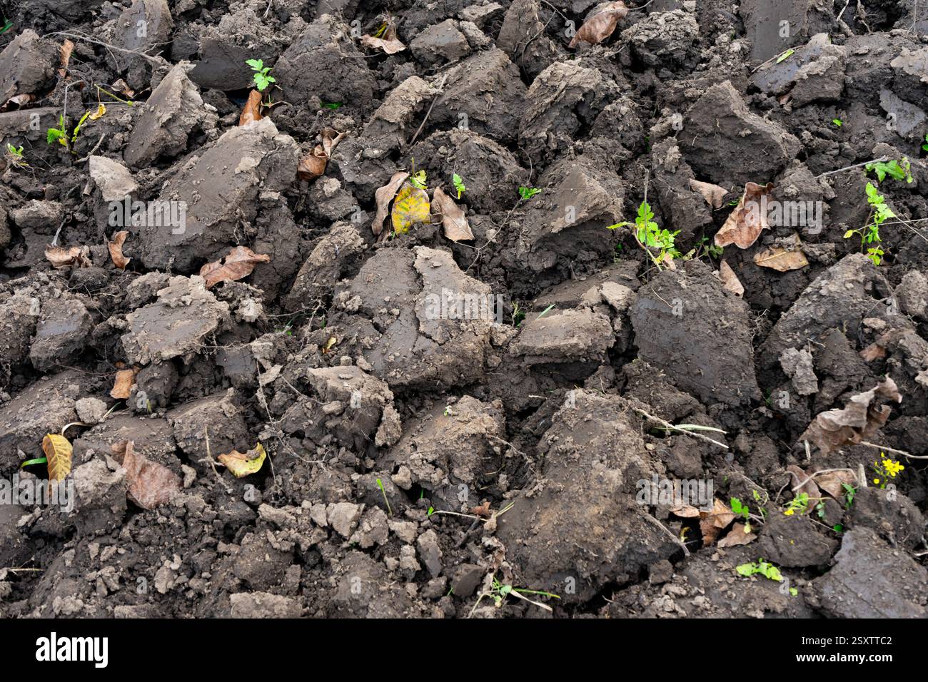 Clumpy Soil