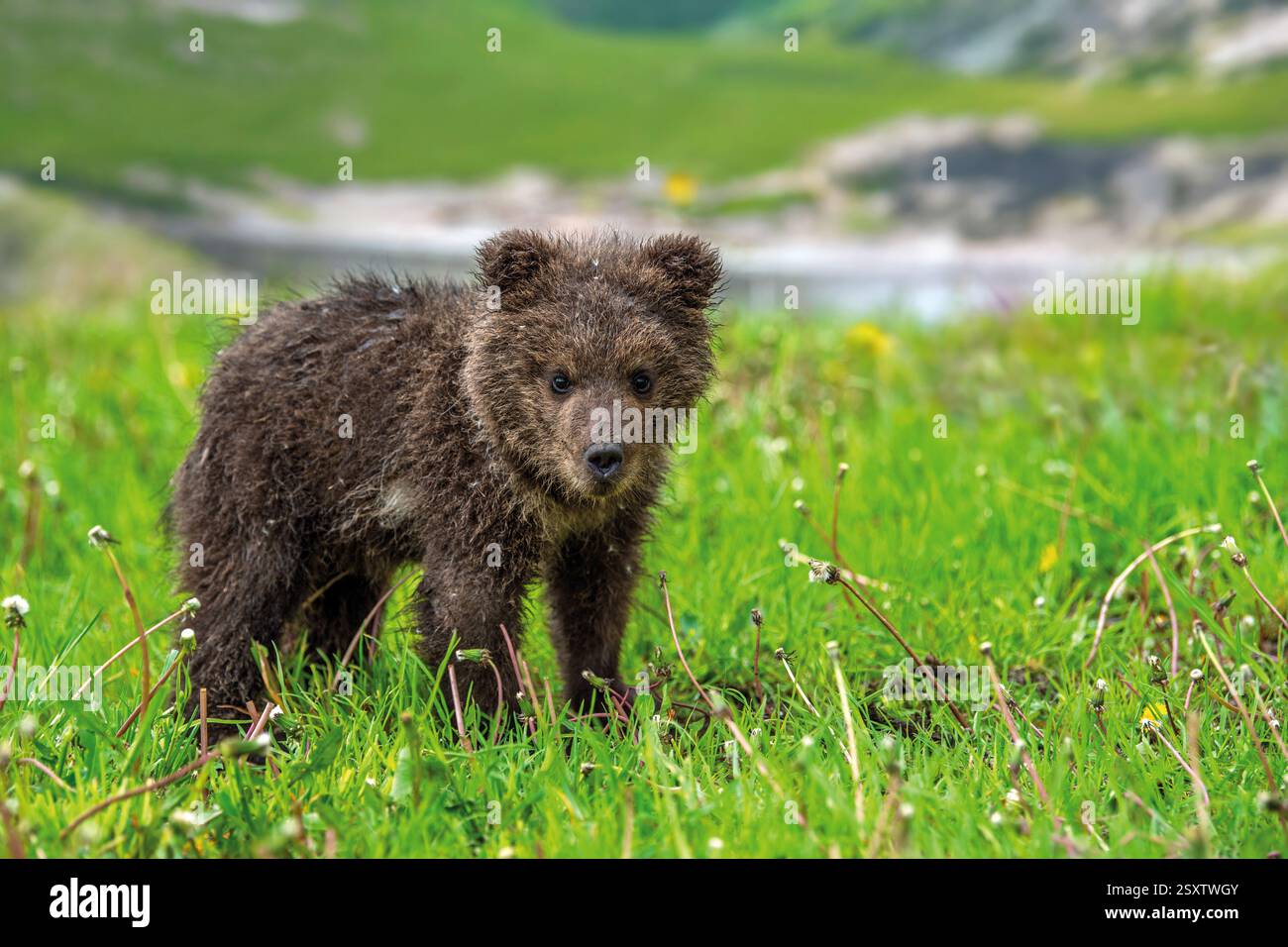 Brown bear cub on the summer meadow. Ursus arctos in grass with yellow ...