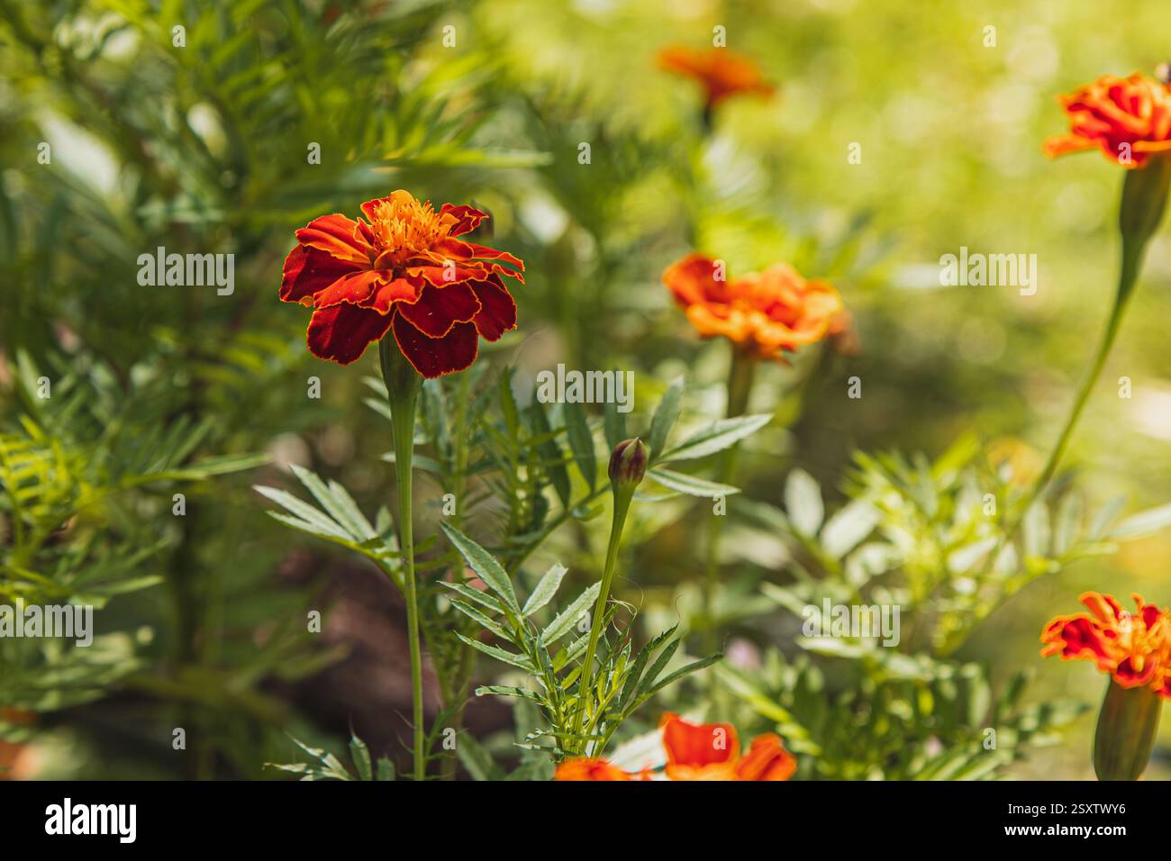 Marigold flowers radiate bright orange and golden hues, standing out ...