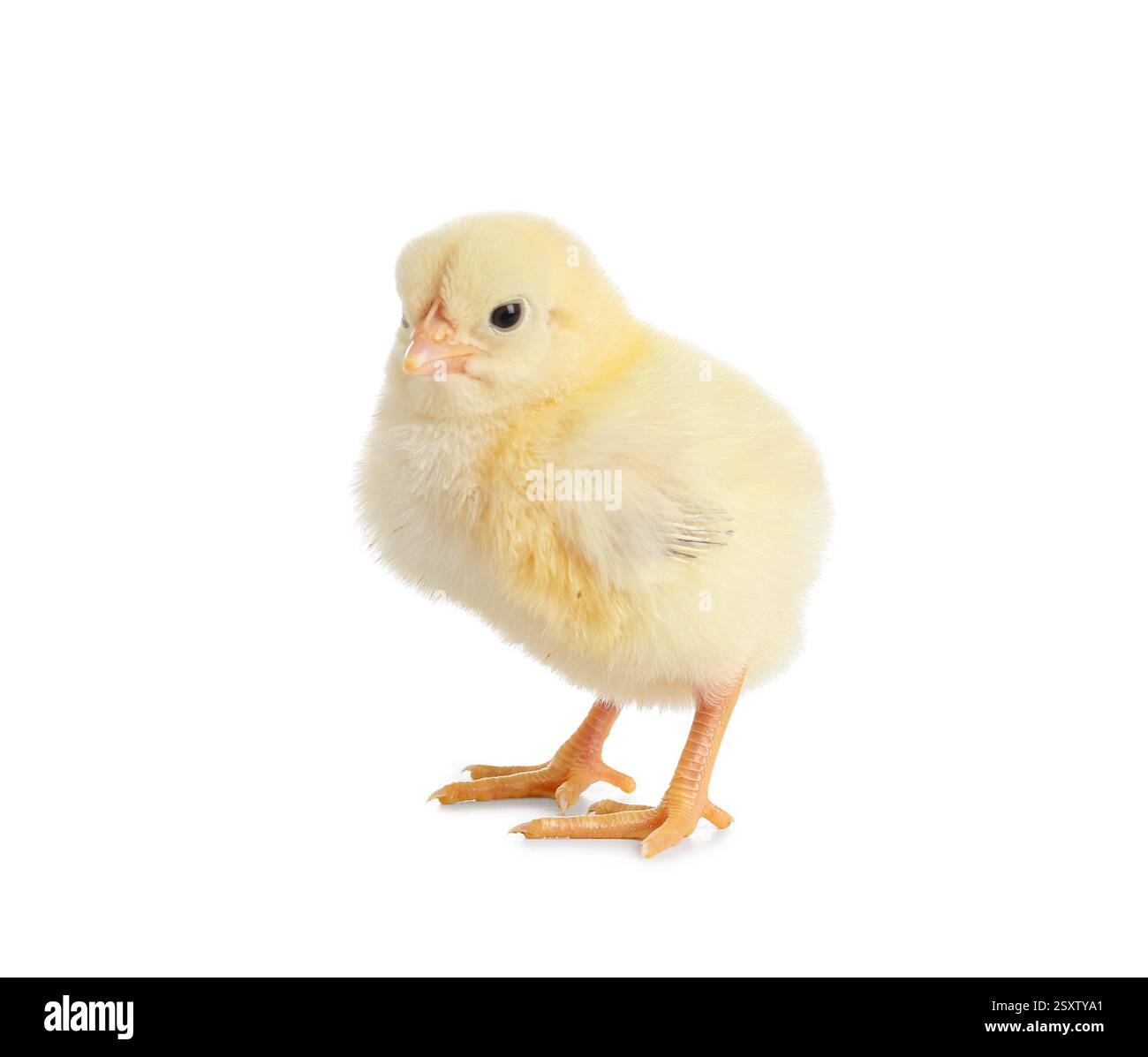 Cute little chick on white background Stock Photo - Alamy