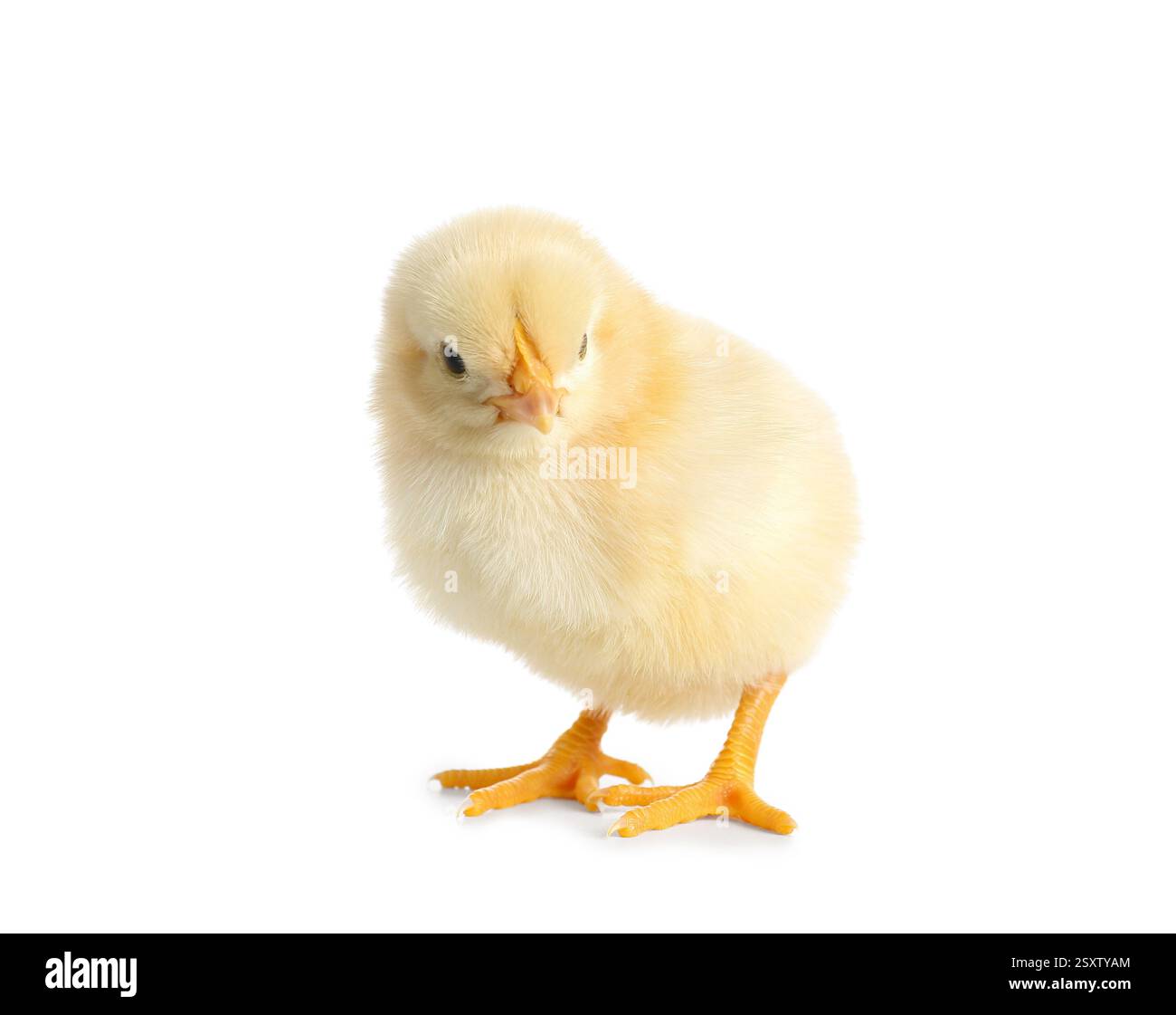 Cute little chick on white background Stock Photo - Alamy