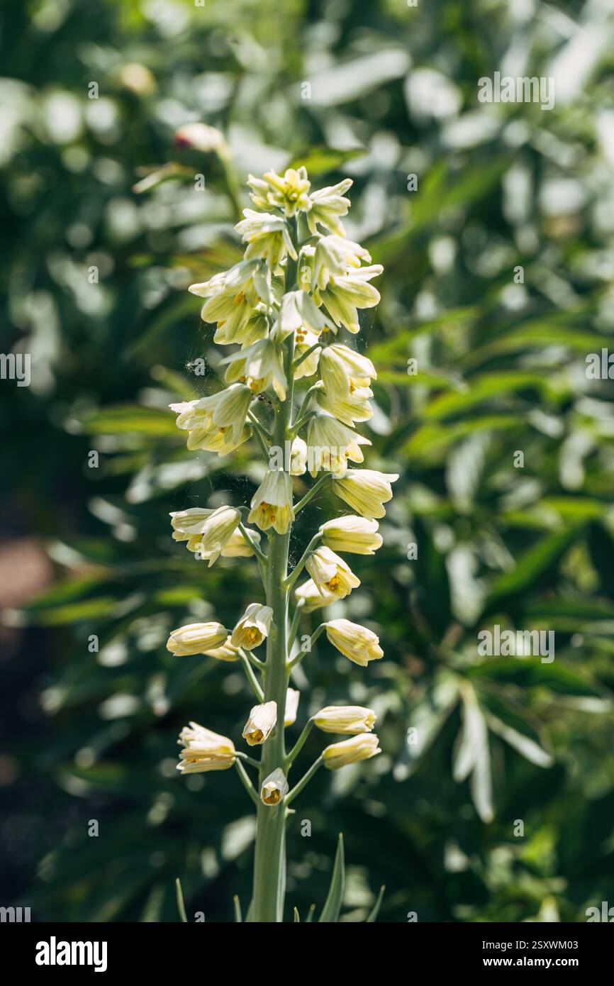 Blooming fritillaria persica Ivory Bells with creamy green flowers in garden Stock Photo
