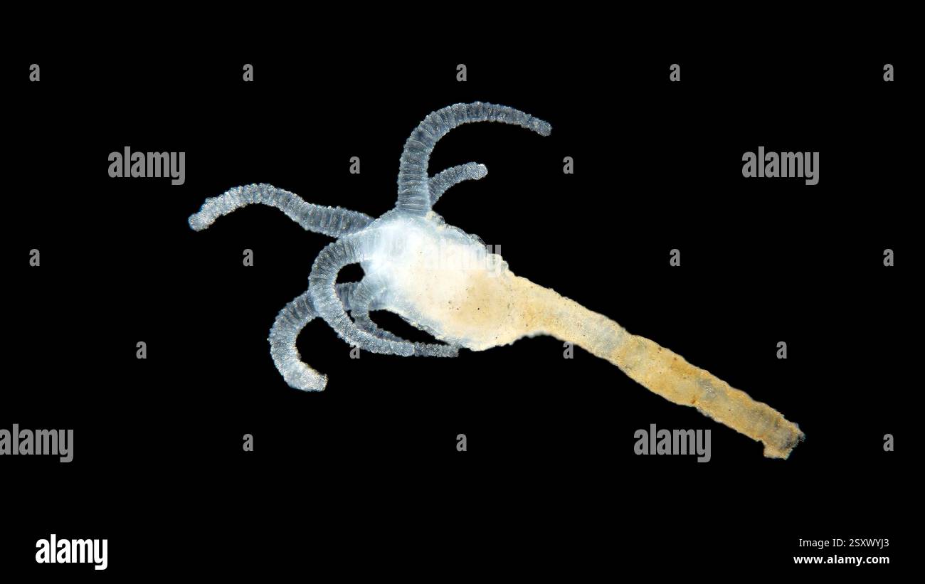 Light micrograph of a cnidarian polyp. At left are tentacles with stinging cells to capture food. Specimen from the White Sea, Russia. Stock Photo