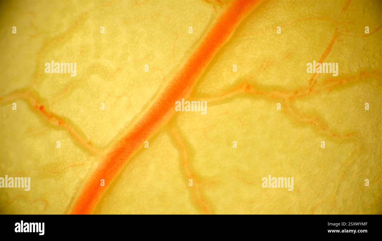 Light micrograph of blood vessels in a seven day old chicken (Gallus ...