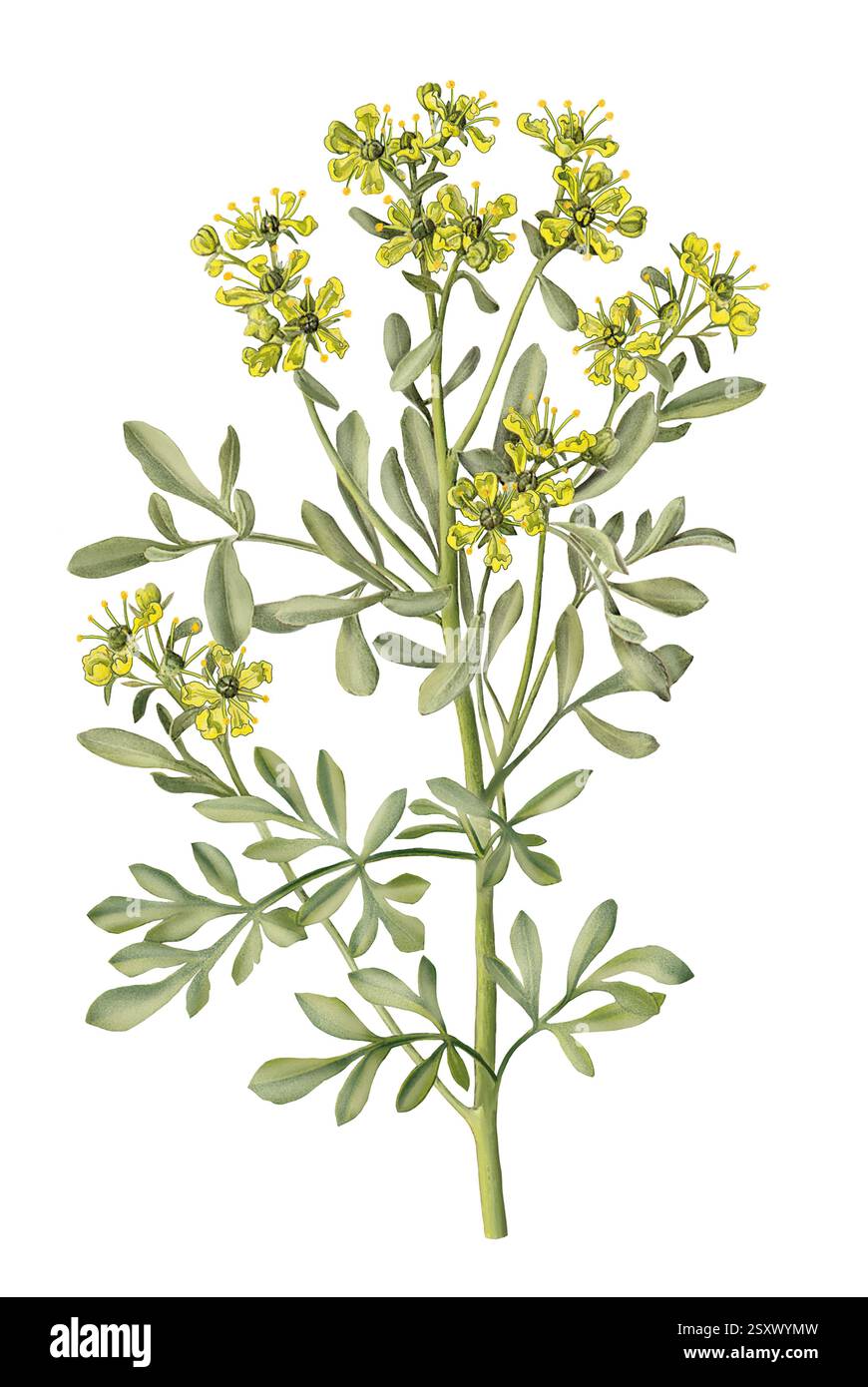 Illustration of common rue (Ruta graveolens) flowers. This bushy ...