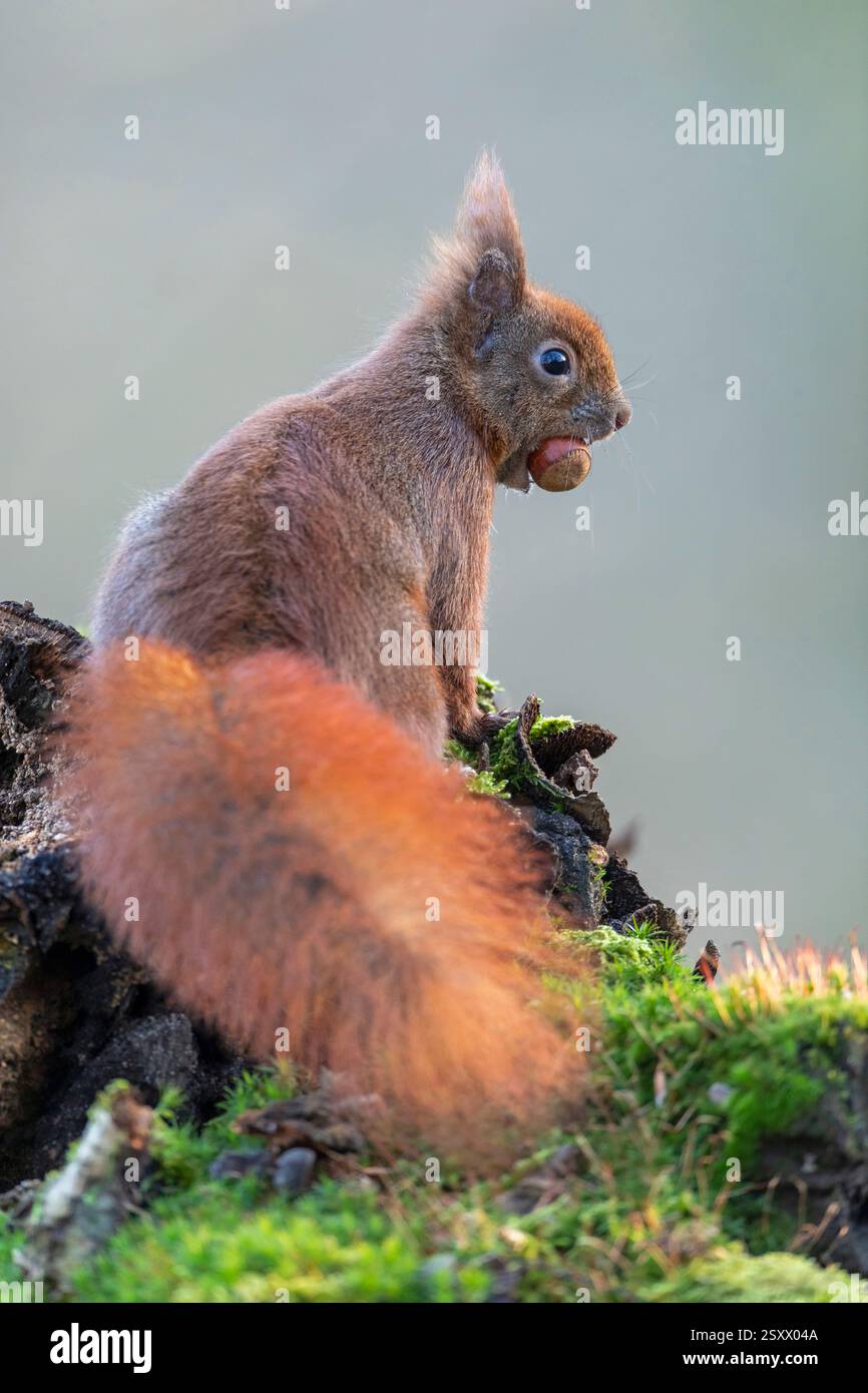 Eurasian Red Squirrel (Sciurus vulgaris). Adult sitting ona tree stump ...