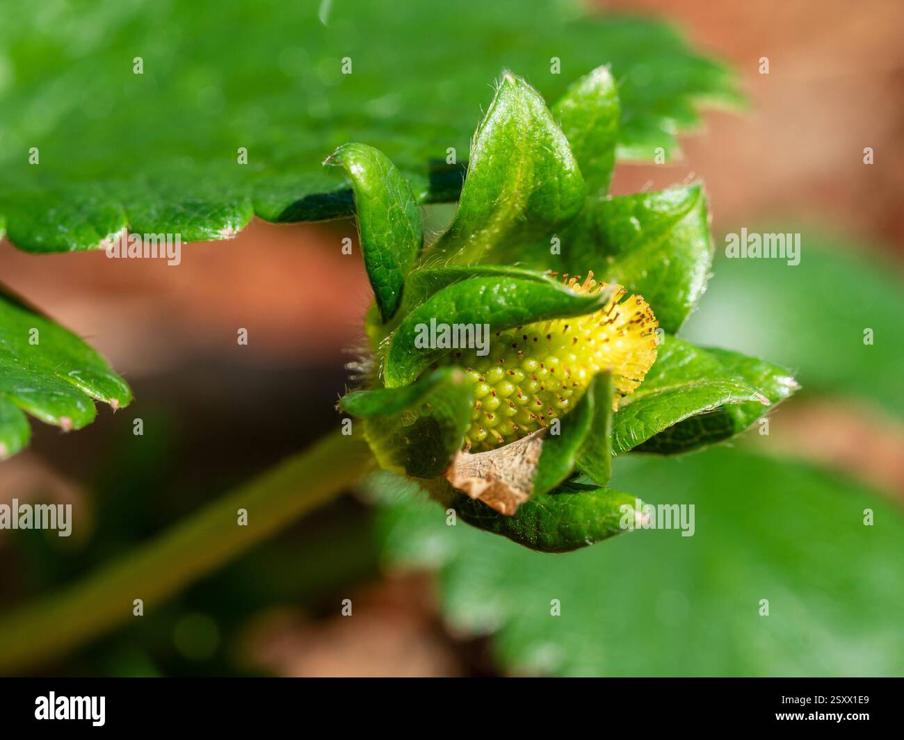 A green strawberry ripening in the garden Stock Photo Alamy