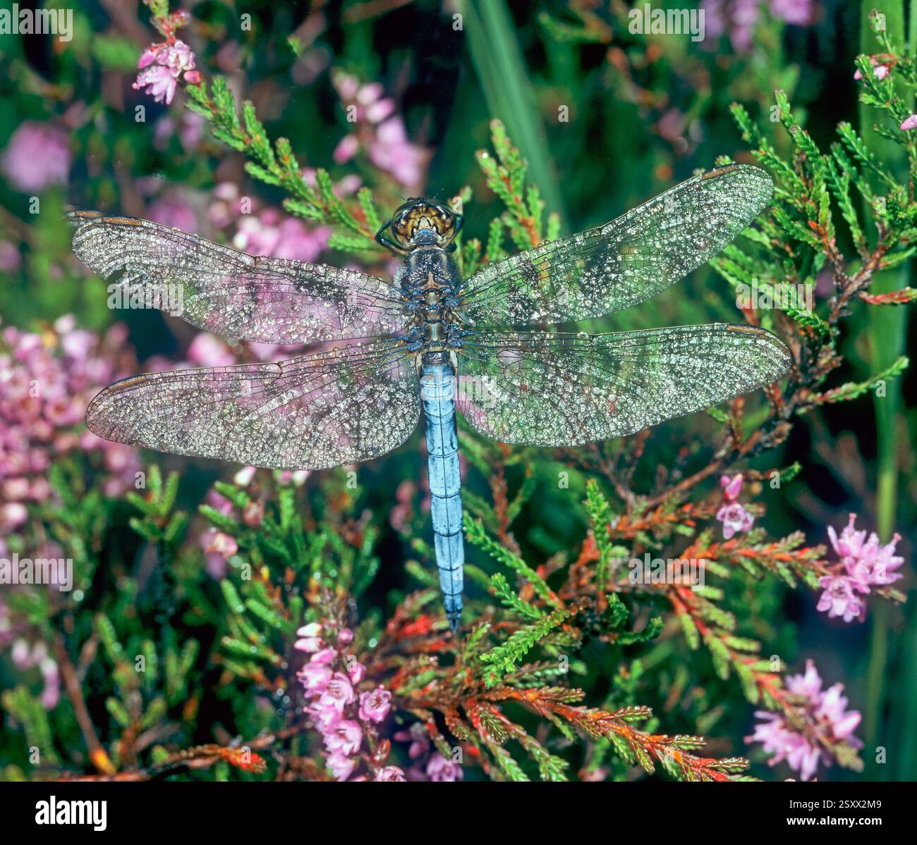 Dragonflies great britain hi-res stock photography and images - Alamy