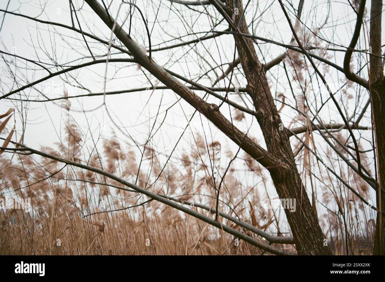 Natur im Winter, kahler Baum und windiges Wetter Stock Photo