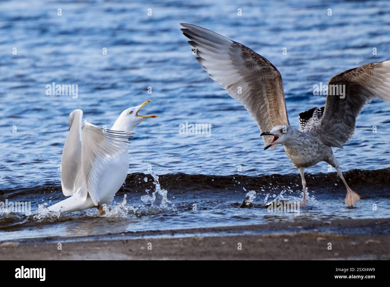 Close-up of Seagulls challenging Stock Photo