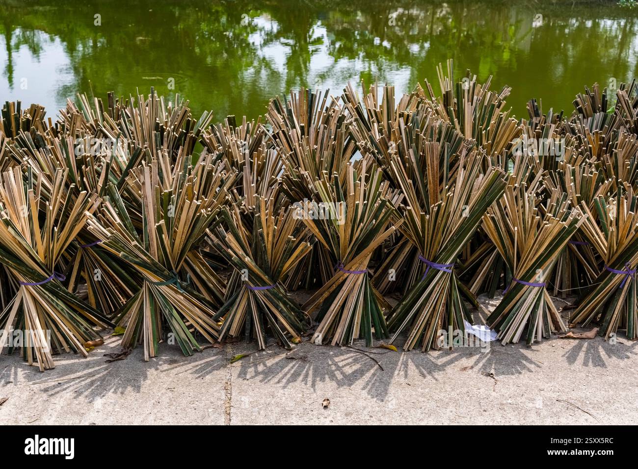 Split bamboo dries in the sun before it is processed further Stock ...