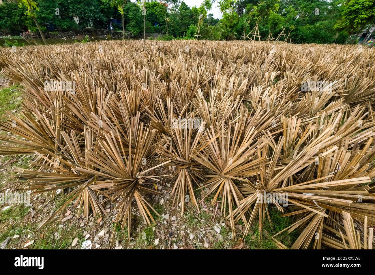 Split bamboo dries in the sun before it is processed further Stock ...