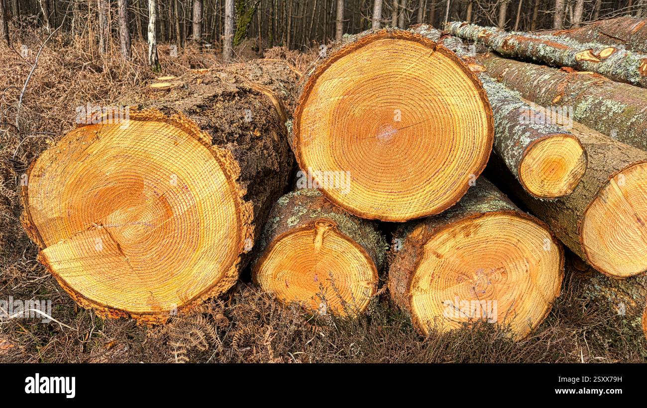 Log stack in the New forest National; Park - Smartphone Captured Stock Image