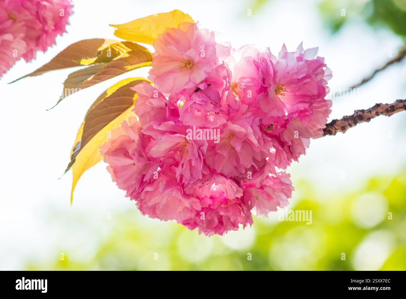 lush pink sakura blossom background. sunny weather in spring. hanami season in ukraine. decorative plant Stock Photo