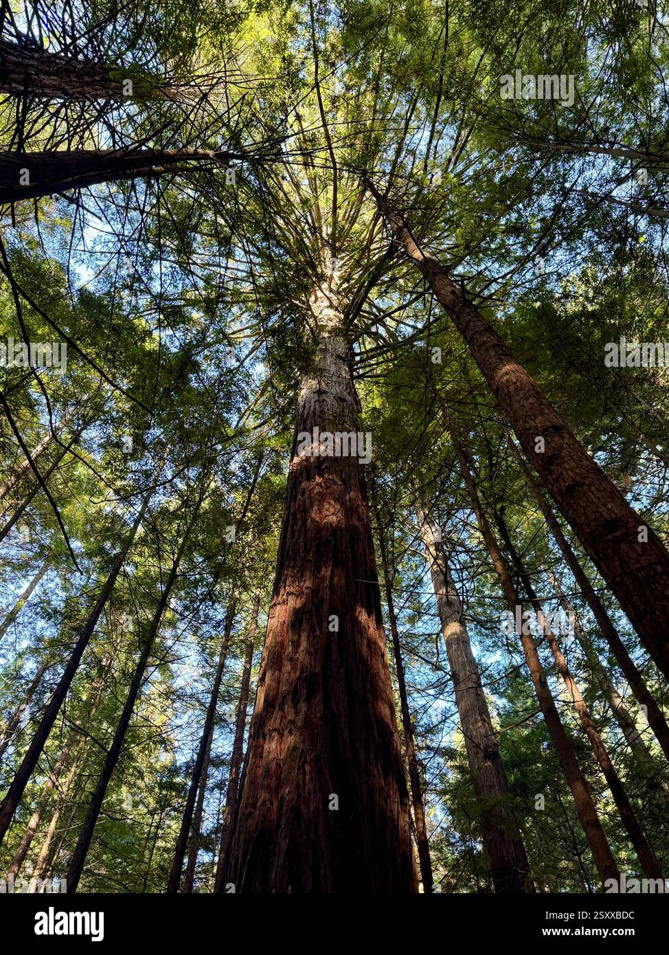 Whakarewarewa Redwood Forest new growth of Californian Coast Redwood trees with a mix of native flora in Rotorua New Zealand. - Smartphone Captured Stock Image