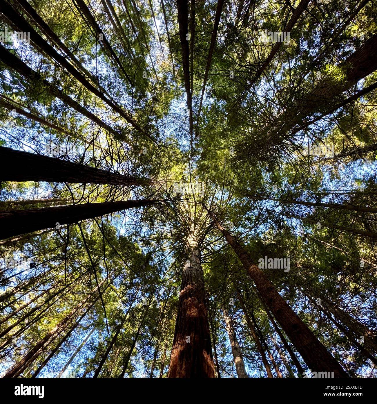 Whakarewarewa Redwood Forest new growth of Californian Coast Redwood trees with a mix of native flora in Rotorua New Zealand. - Smartphone Captured Stock Image