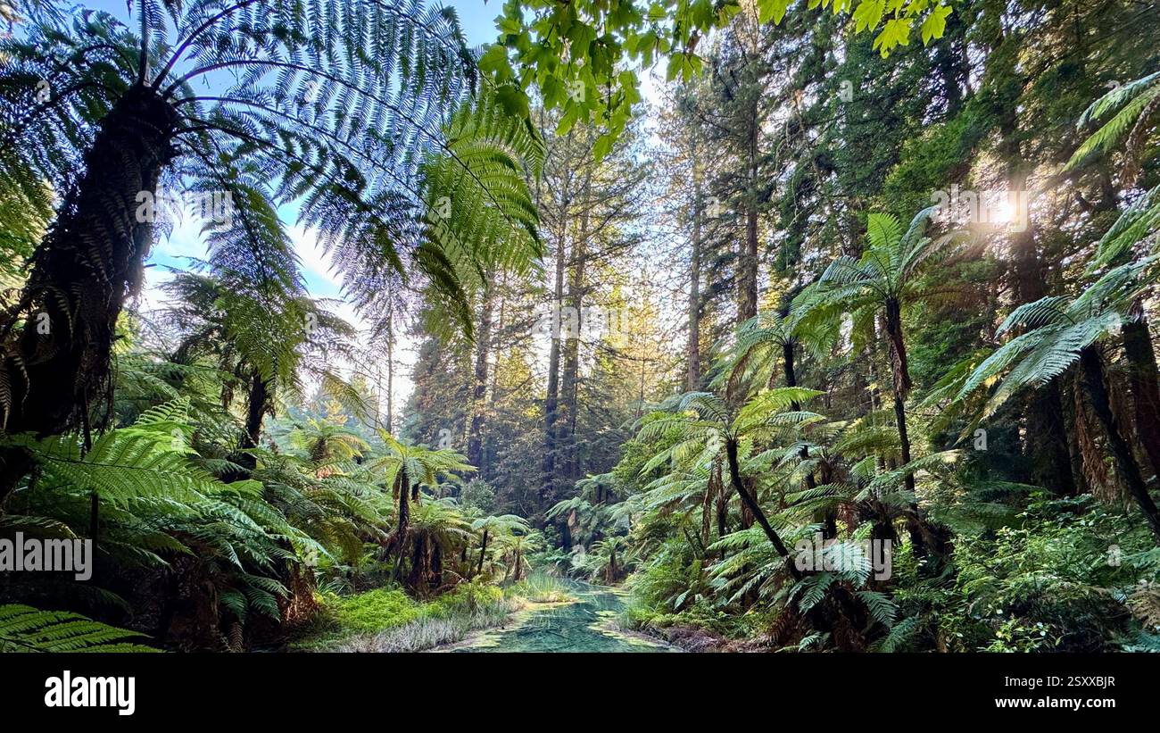 Whakarewarewa Redwood Forest new growth of Californian Coast Redwood trees with a mix of native flora in Rotorua New Zealand. - Smartphone Captured Stock Image
