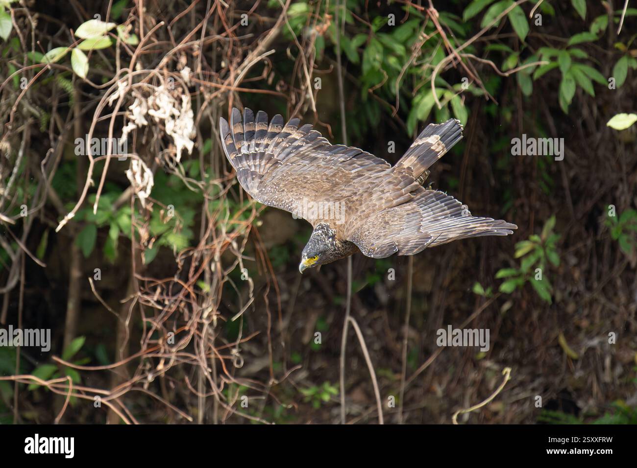 Crested serpent eagle in flight with open wings Stock Photo