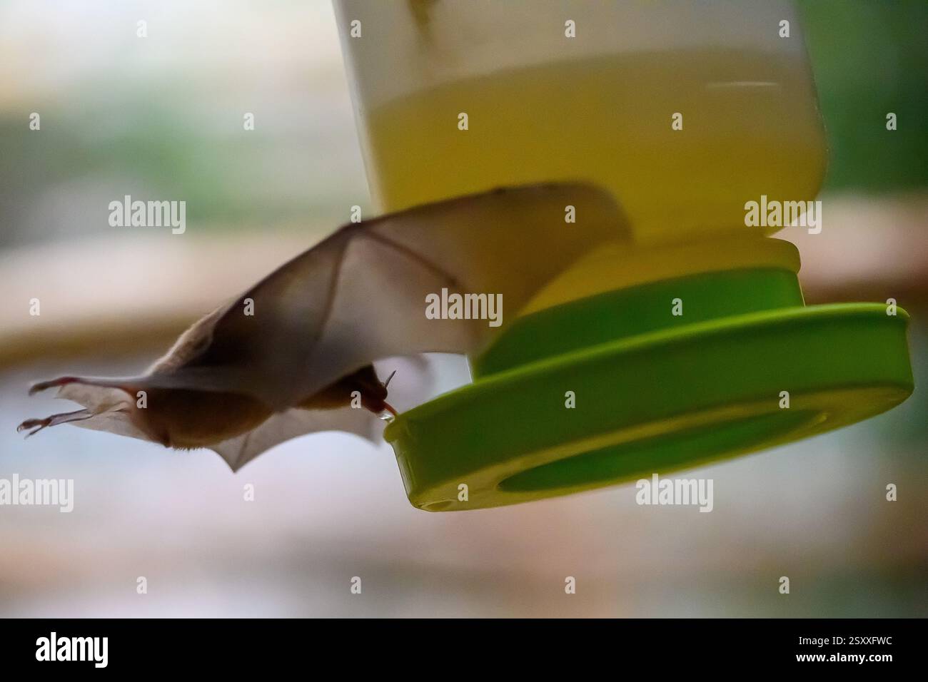 26-february-2025-saxony-anhalt-magdeburg-a-flower-bat-flies-to-a