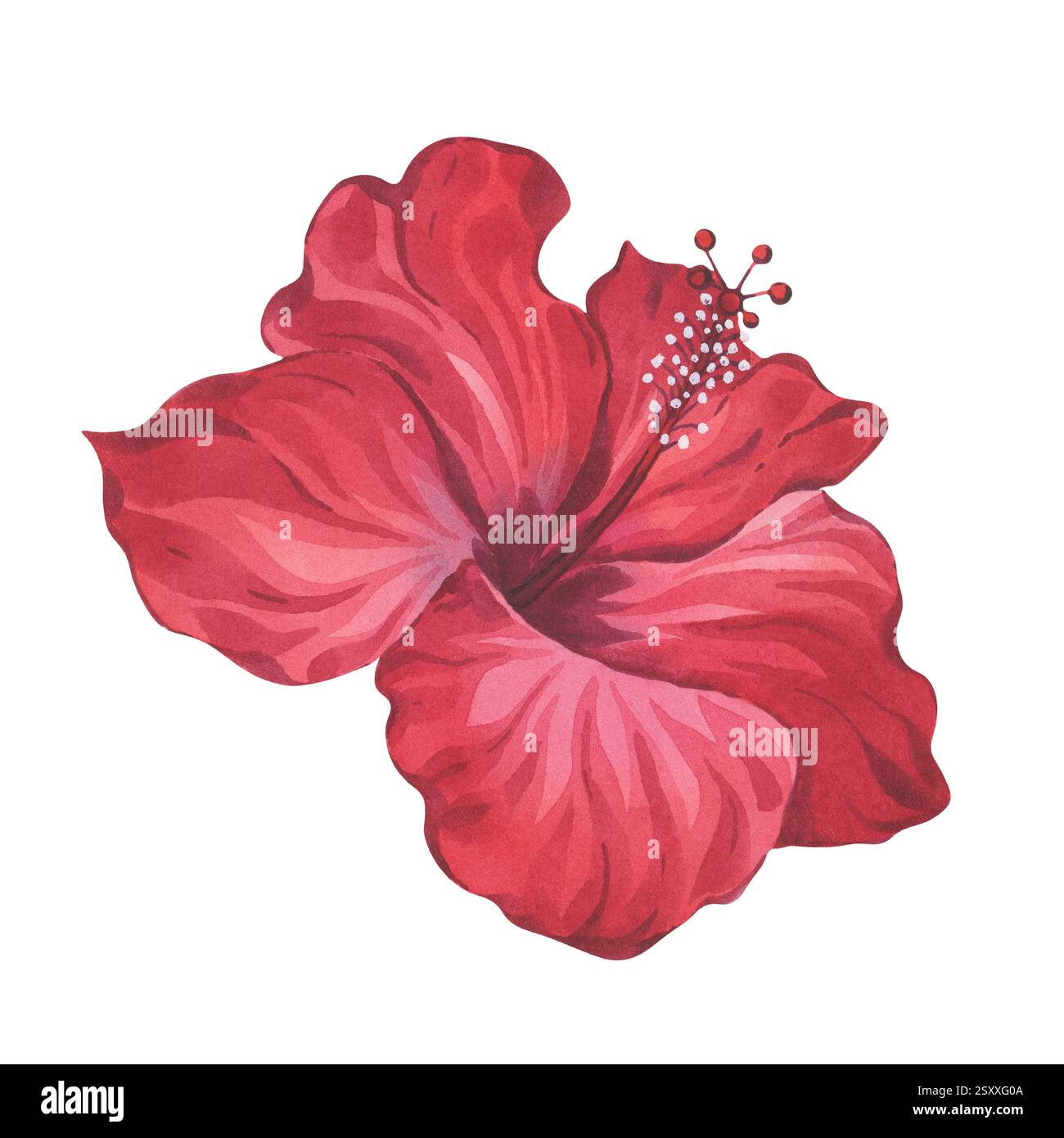 Red Hibiscus Flower Watercolor Botanical Stylized Illustration Stock ...