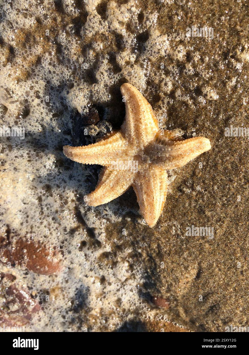 Star fish washed up on the beach in The Gower in Wales - Smartphone Captured Stock Image