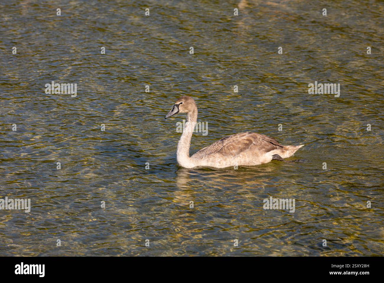 A Young Swan Gracefully Swimming in the Clear, Tranquil Water of a ...