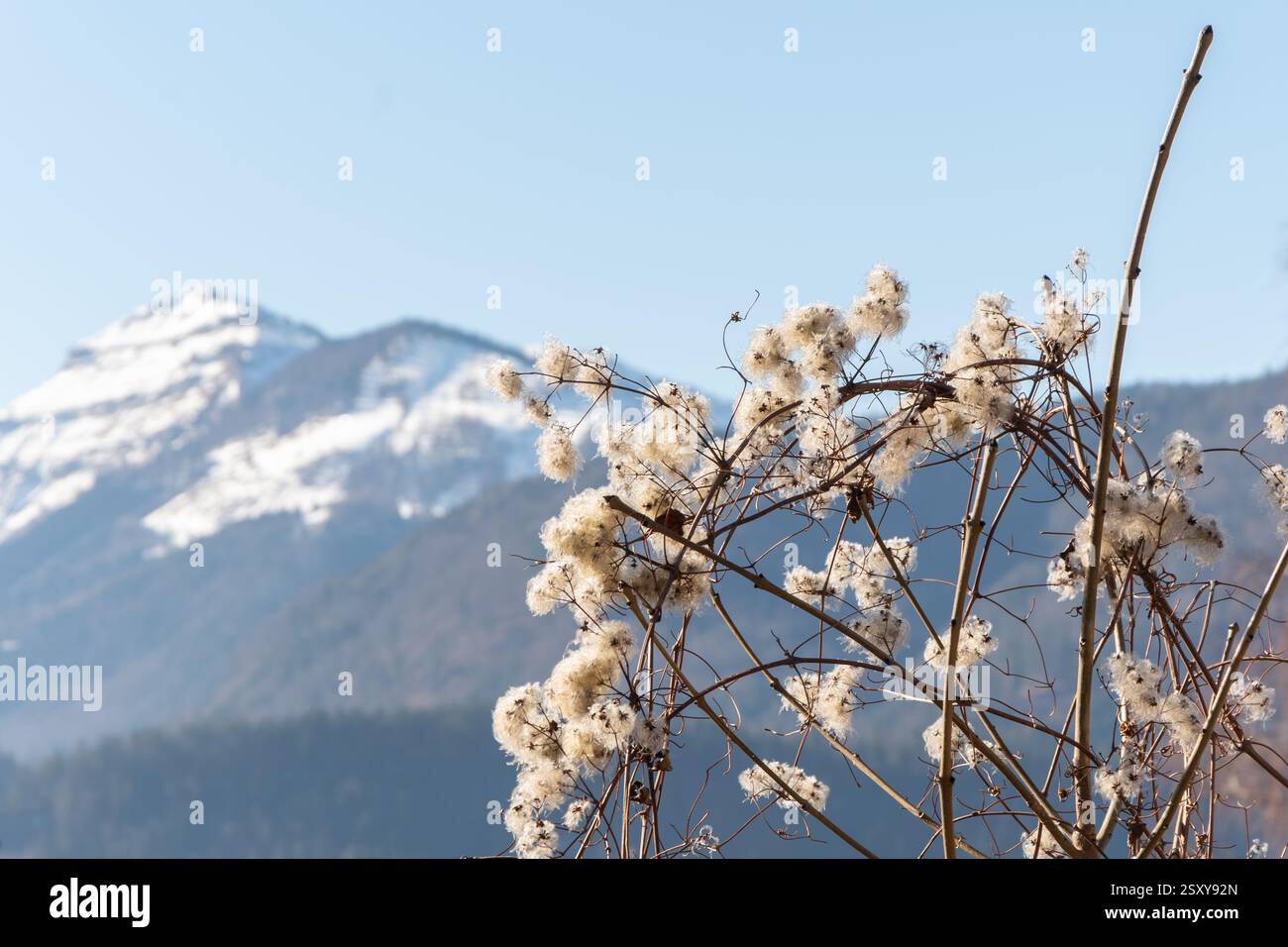 Winter mountain landscape with fluffy plants in the foreground. Stock Photo