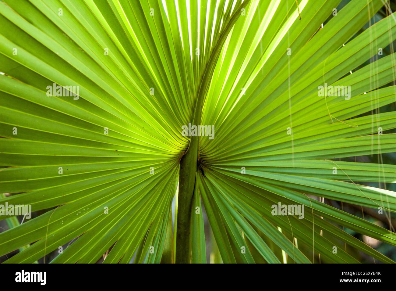 A macro image of a Cabbage Palm frond. Characteristic fan-shaped ...